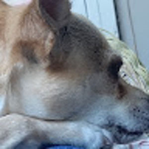 Meet your Posher, Candence